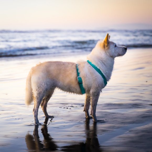 Wholesale Handmade Custom Fitted Biothane Dog Harness  Custom Handmade Biothane Dog Harness